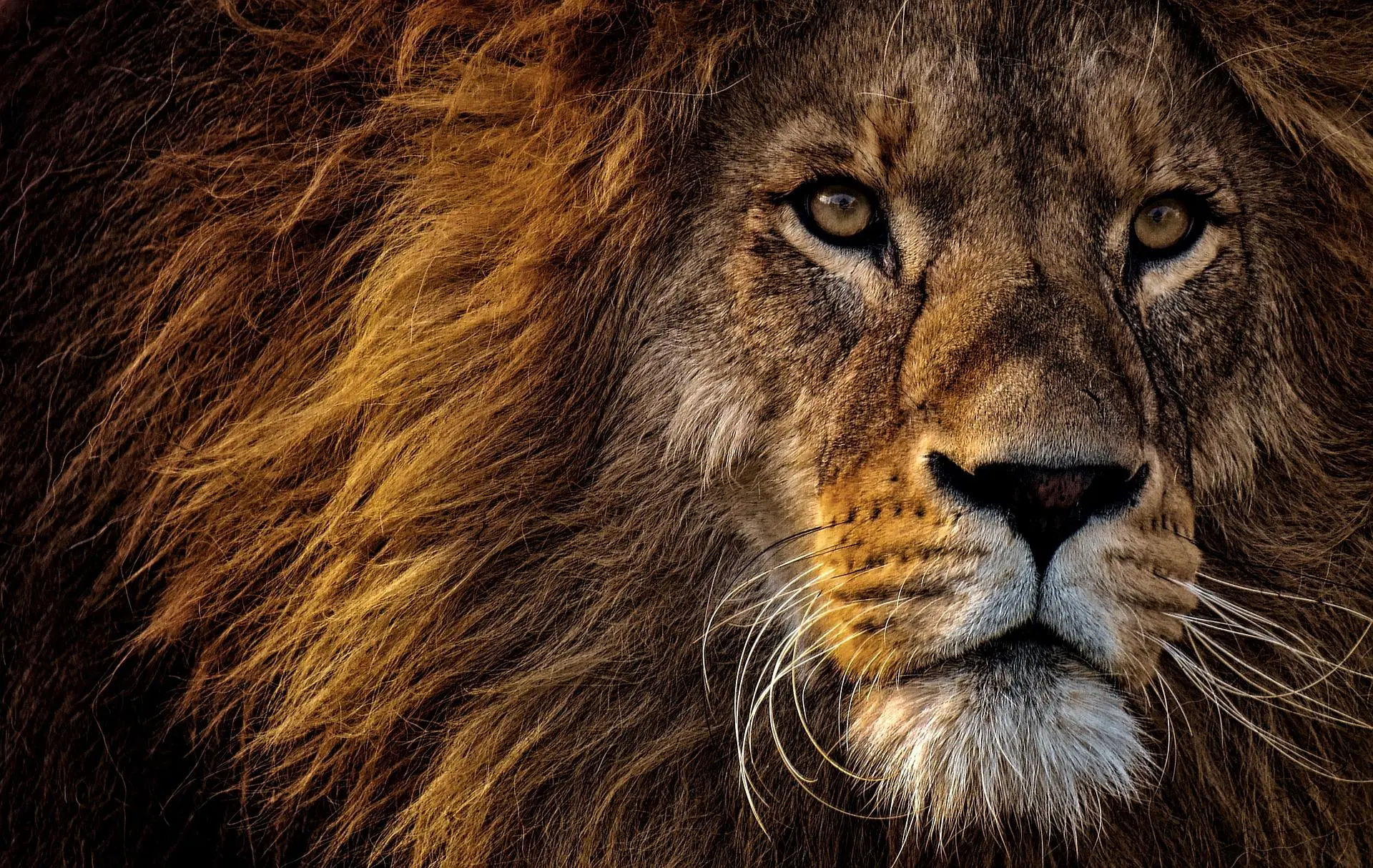 Power of Love: Man and Lions in the African Wild