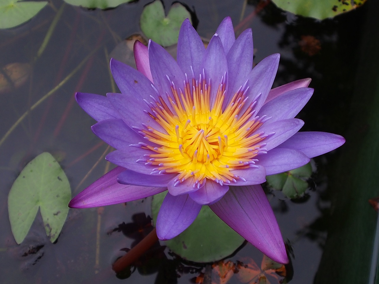 purplelotus