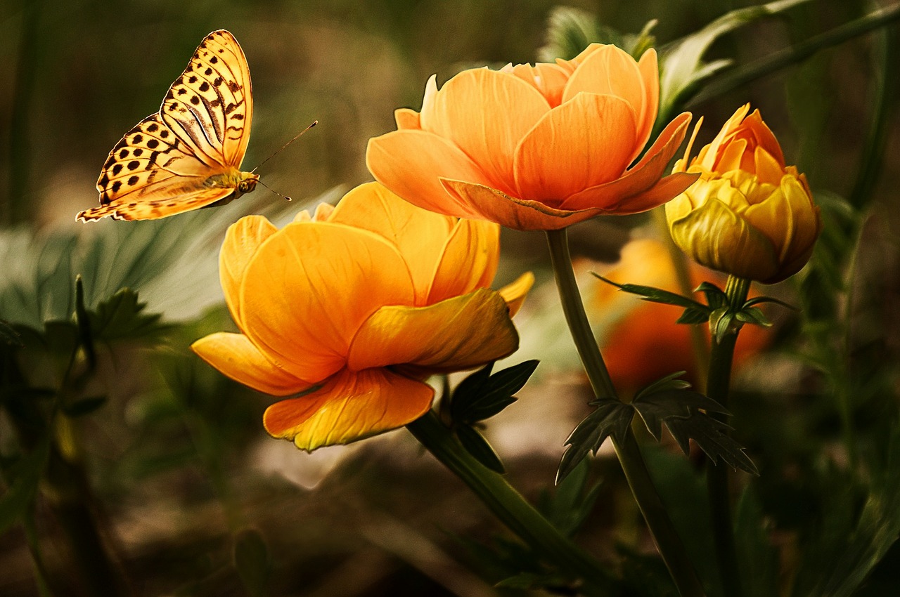 yellowbutterfliesflowers