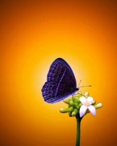 butterflyaura