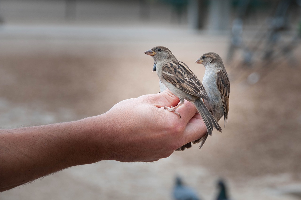 handbirds