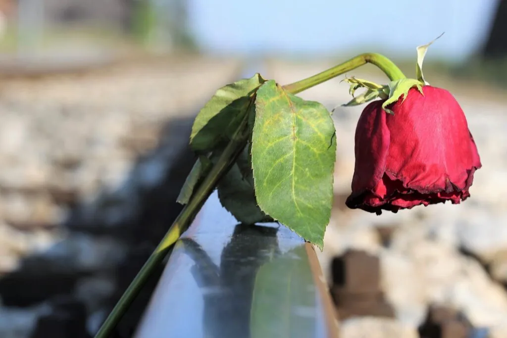 Wilted red rose with green leaves on a stem over blurred water and rocky background