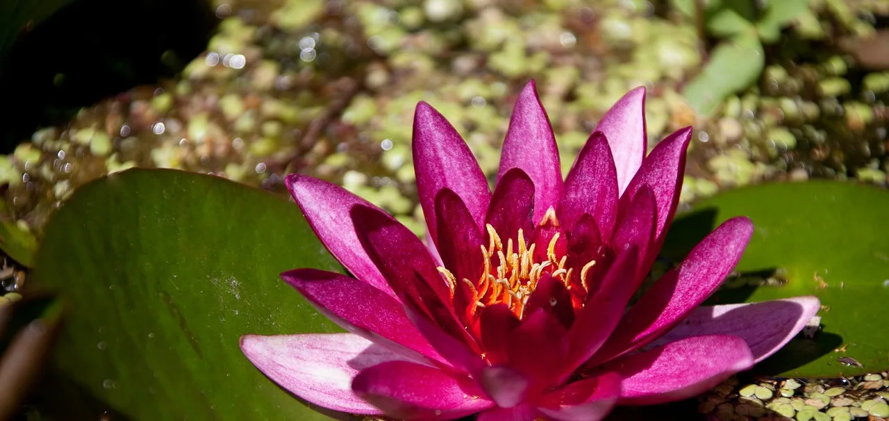 Deep magenta water lily flower with yellow stamens floating among green lily pads