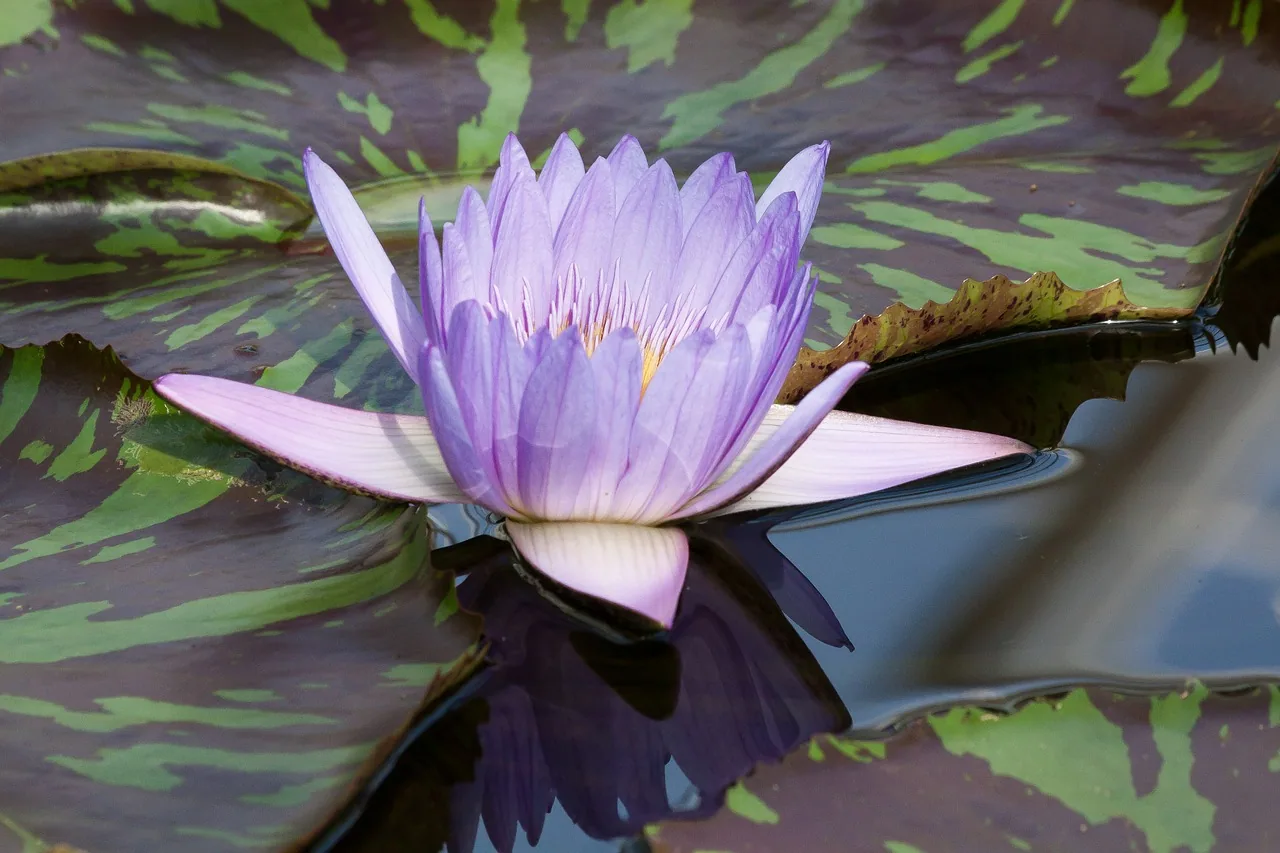Purple water lily flower with layered petals and yellow center floating on water with green lily pads