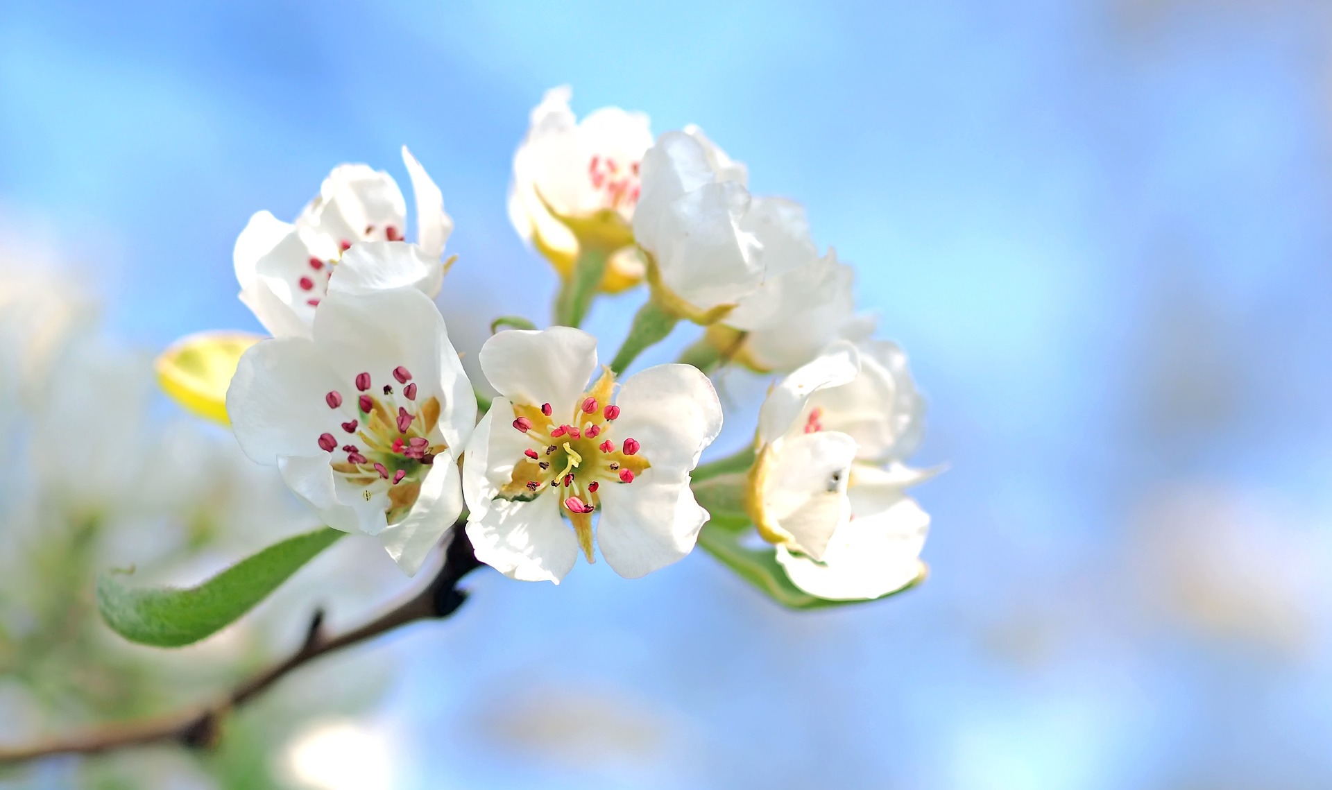 apple-blossom-gcce4a5c38_1920