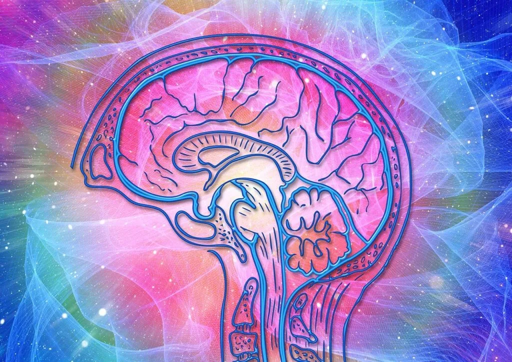 Colorful anatomical diagram of human brain in profile with pink and blue gradient background and glowing digital effects