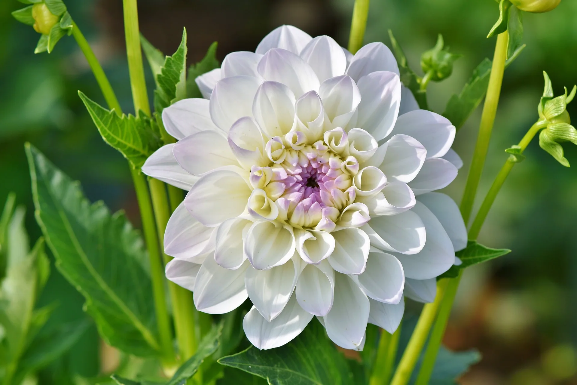 White dahlia flower with layered petals and pink center surrounded by green stems and buds